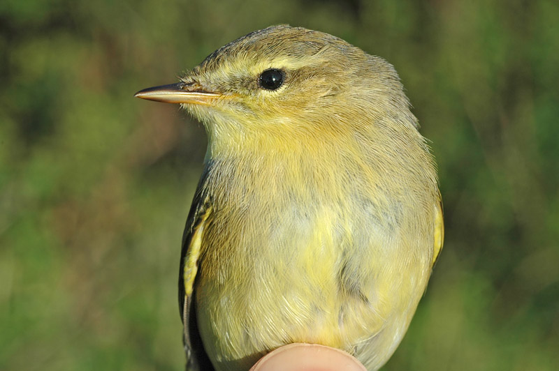 Willow Warbler (Phylloscopus trochilus)