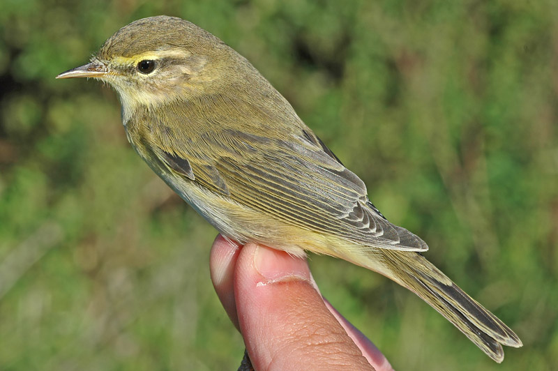 Willow Warbler (Phylloscopus trochilus)