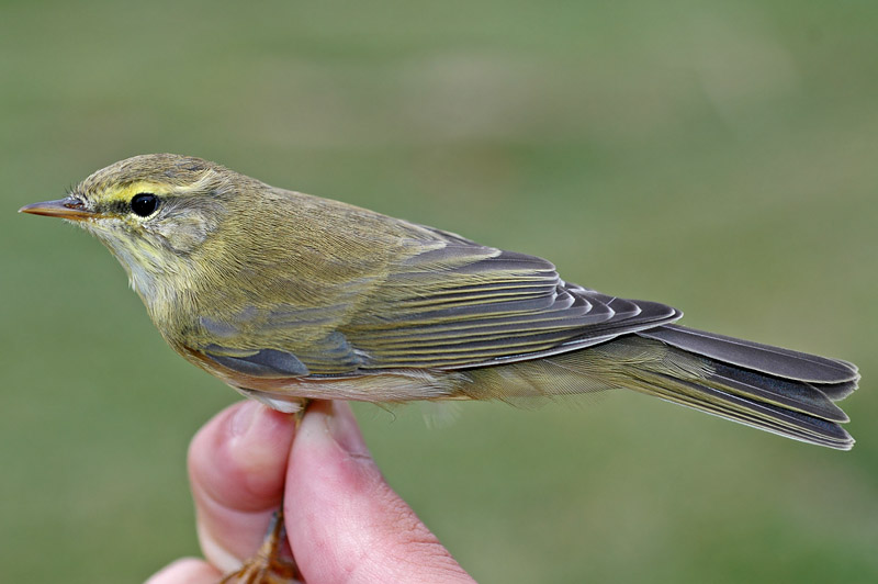 Willow Warbler (Phylloscopus trochilus)