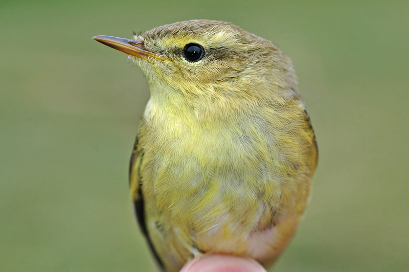 Willow Warbler (Phylloscopus trochilus)