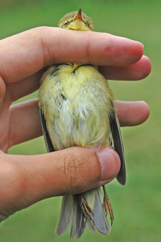Willow Warbler (Phylloscopus trochilus)
