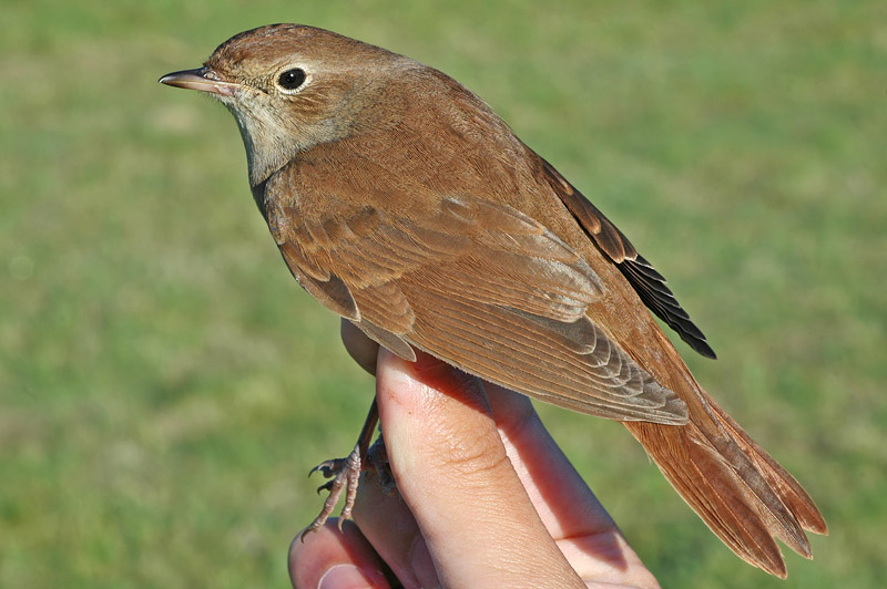 Nightingale (Luscinia megarhynchos)