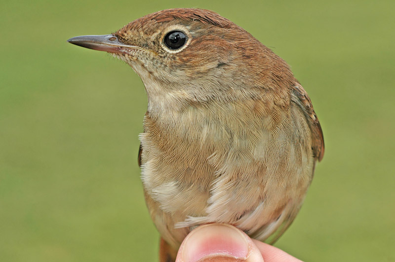 Nightingale (Luscinia megarhynchos)