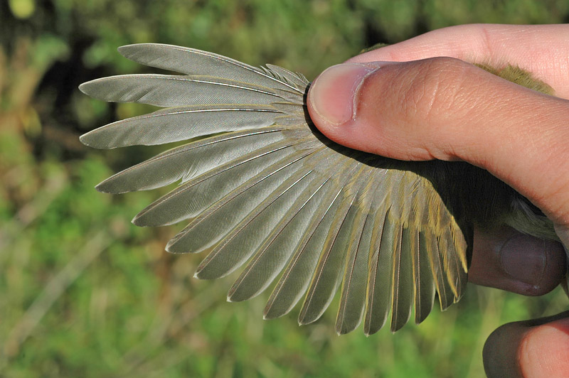 Willow Warbler (Phylloscopus trochilus)