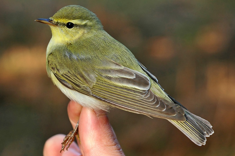 Wood Warbler DSC_0319 low res.jpg