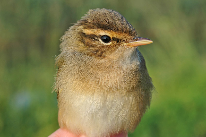 Raddes Warbler (Phylloscopus schwarzi)