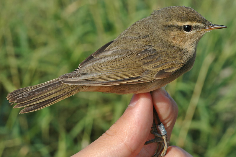 Dusky Warbler (Phylloscopus fuscatus)