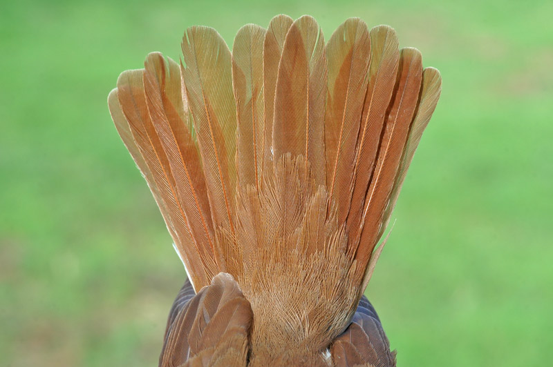 Nightingale (Luscinia megarhynchos)