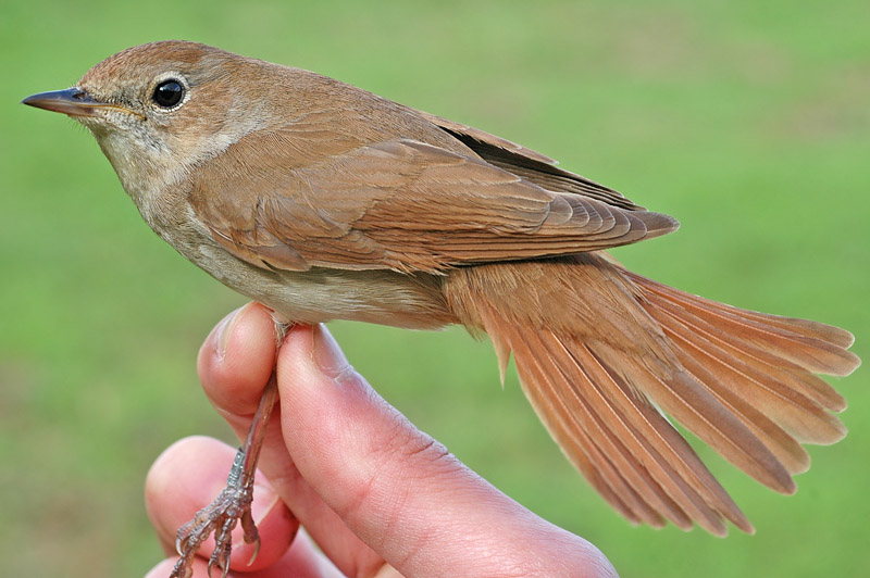 Nightingale (Luscinia megarhynchos)