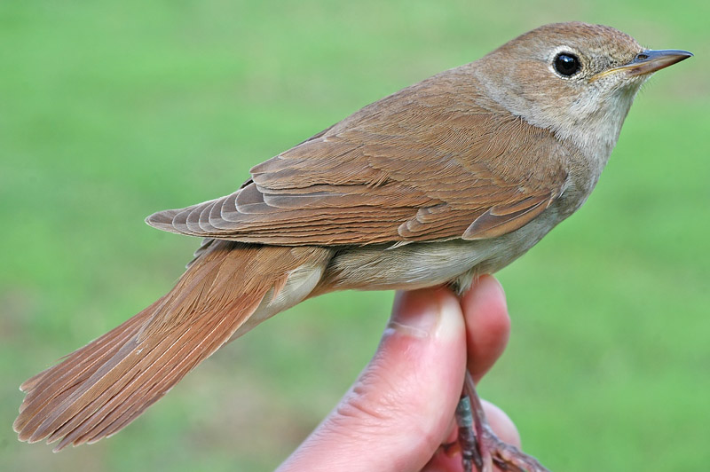 Nightingale (Luscinia megarhynchos)