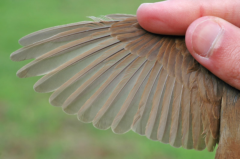 Nightingale (Luscinia megarhynchos)