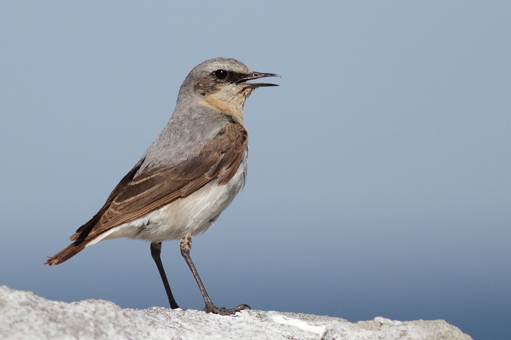 Northern Wheatear / Stenskvtta