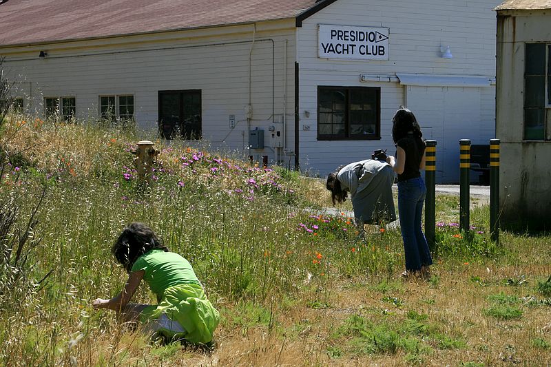 Examining wildflowers