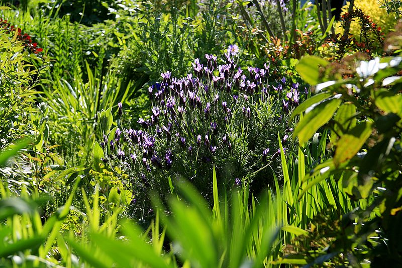 Nancys English Garden