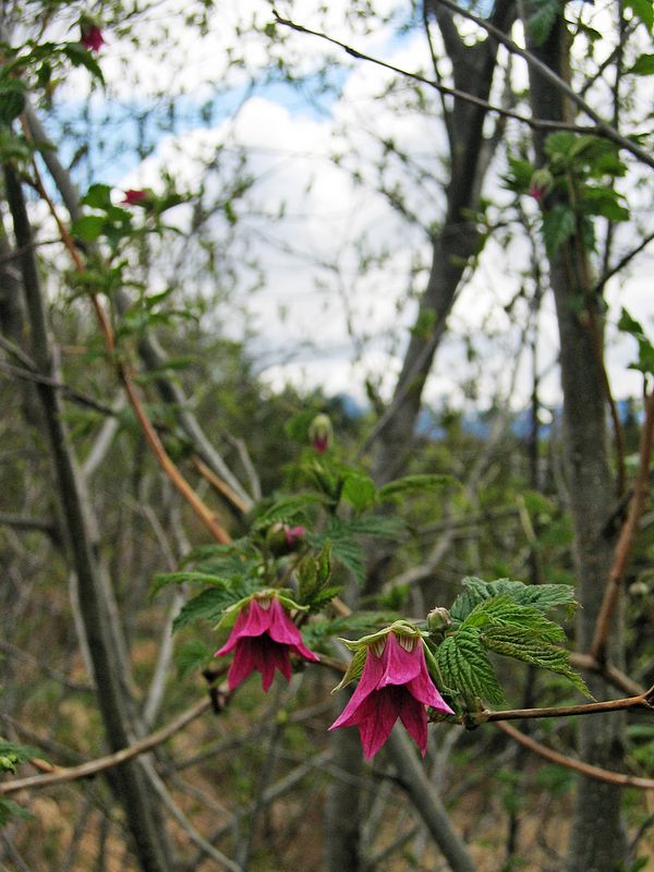 Salmonberry flowers