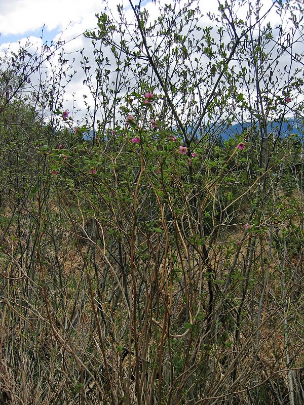 Salmonberry canes