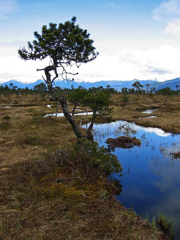 Muskeg