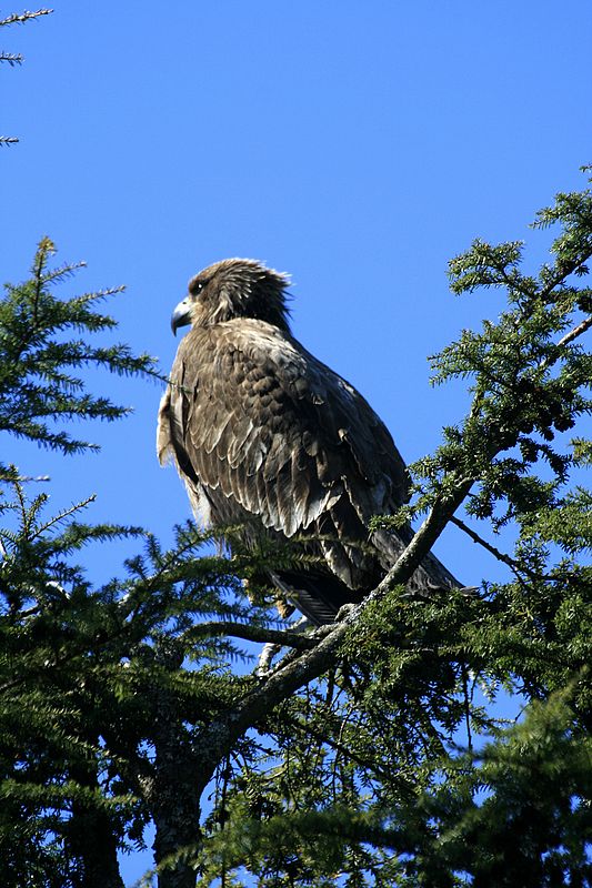 Immature Bald Eagle