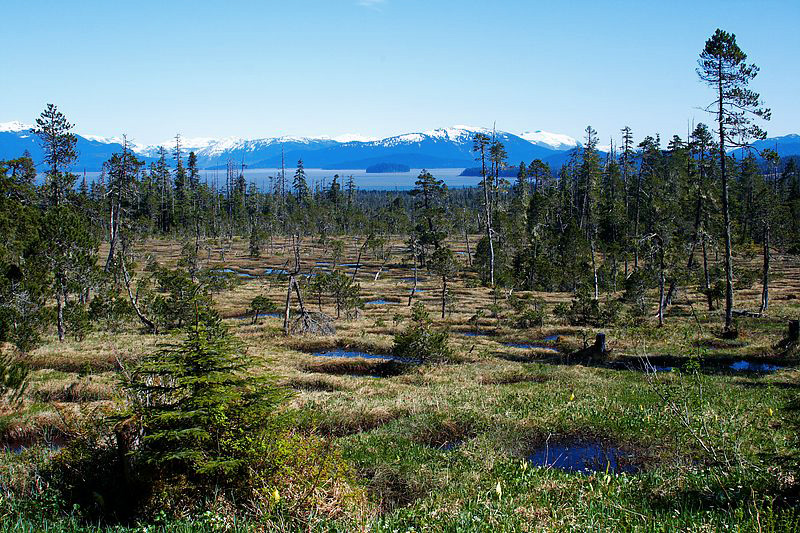 Muskeg, Frederick Sound, mainland