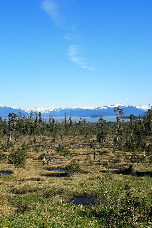 Muskeg, Frederick Sound, mainland