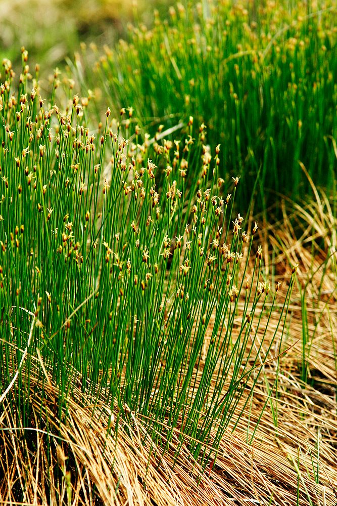 Tufted Clubrush