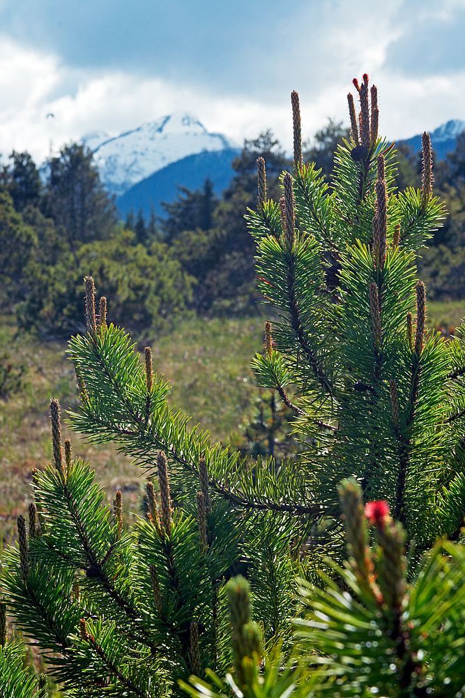 Shore Pine