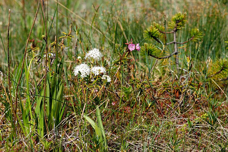 Labrador Tea