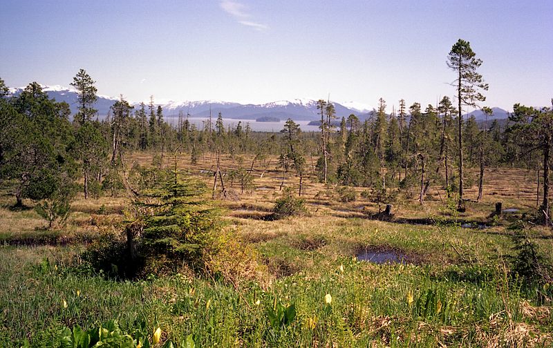 Muskeg and mainland across the sound