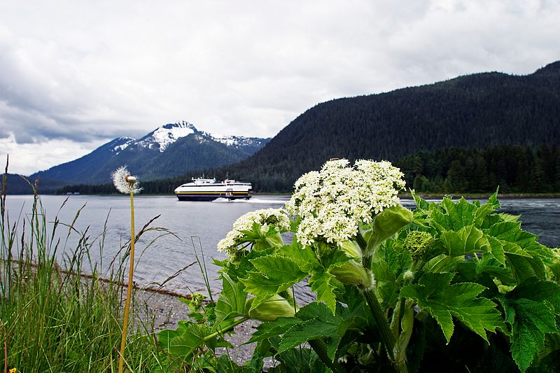 Cow Parsnip, M/V Fairweather