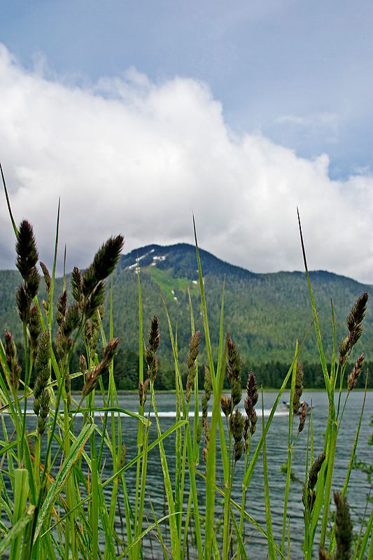 Grass and Petersburg Mountain