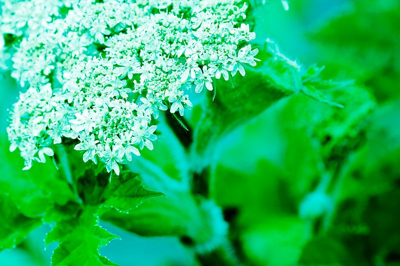 Cow Parsnip