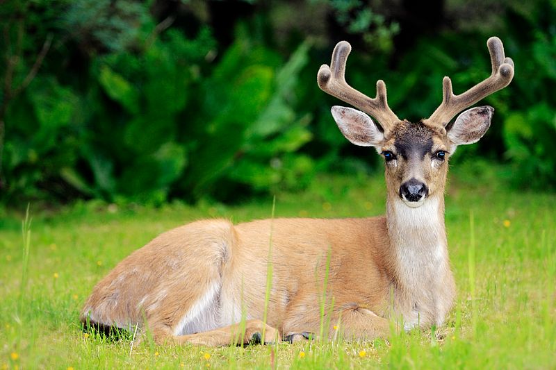 8-Point Buck