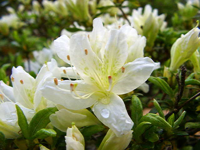 White Nymph