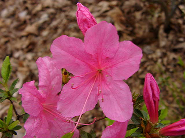 Texas Pink