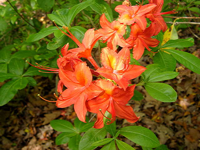 Glowing Embers