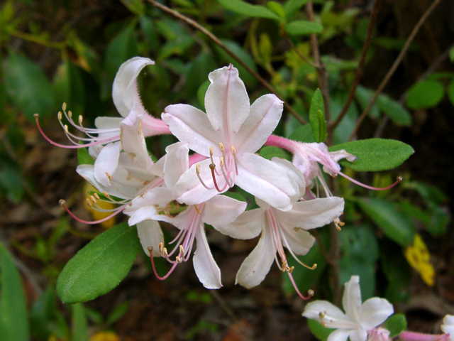 Choptank pink
