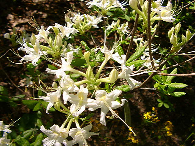 <i>arborescens</i>