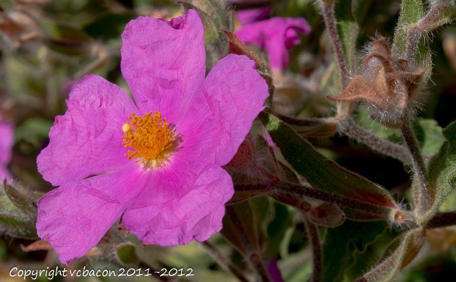 Rock Rose