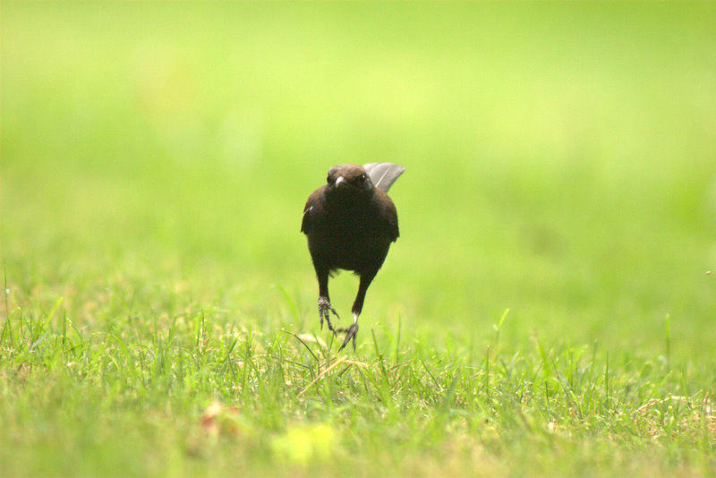 Indian Robin
