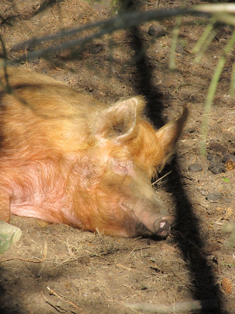 Sleeping Pig