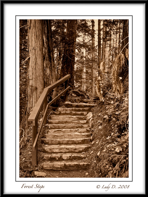 Forest Steps
