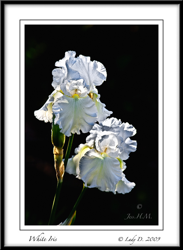 White Iris