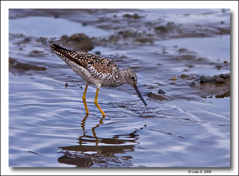 Greater Yellowlegs