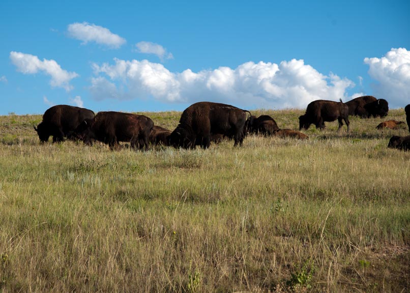 Buffalo