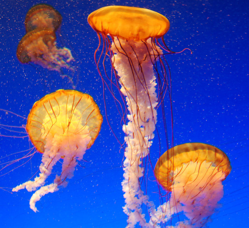 Underwater jellyfish