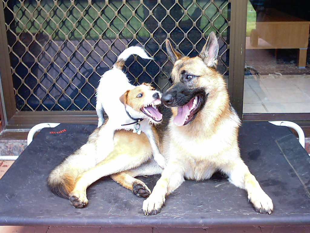 Dixie with friend Rusty