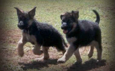 Dixie and Zahlia