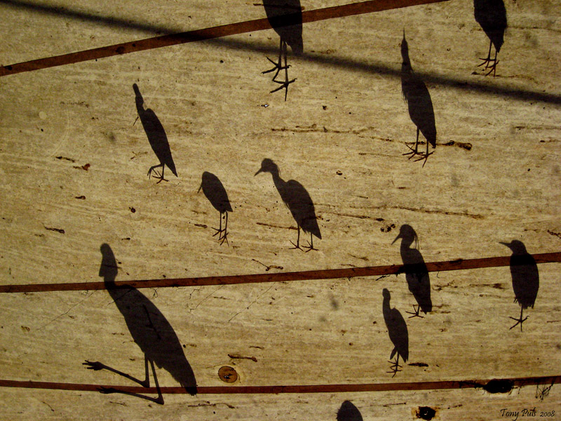 birds on sail cloth small.jpg