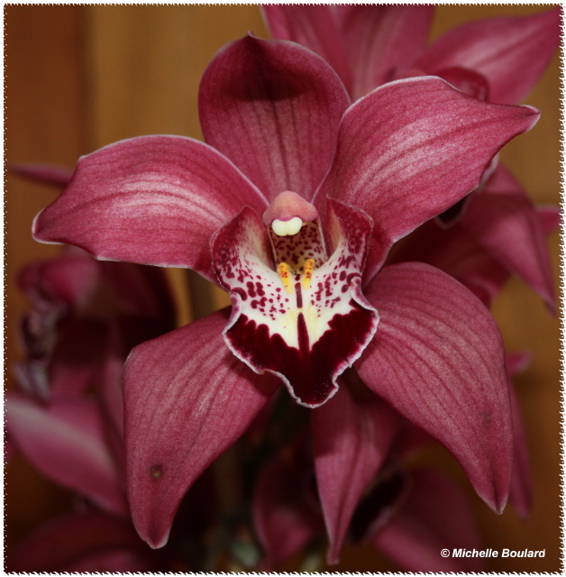 IMG_0571 Cymbidium0001.jpg