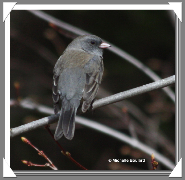 IMG_1077 Junco ardois0001.jpg